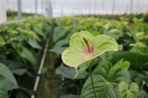 Anthurium
