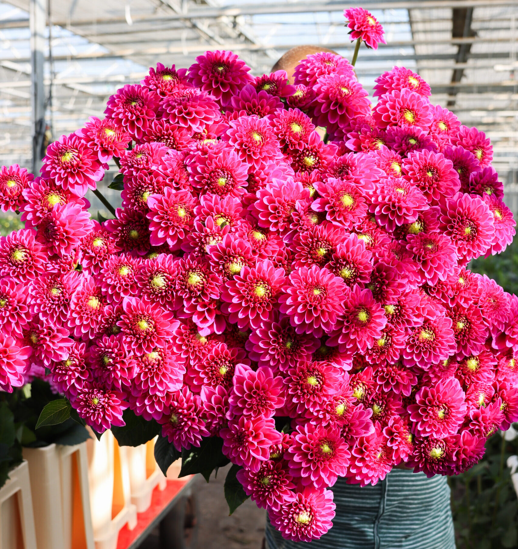 Dahlien: farbenfrohe Schönheiten in Ihrer Vase