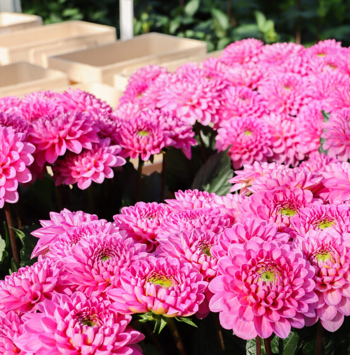 dahlia's, dahlien