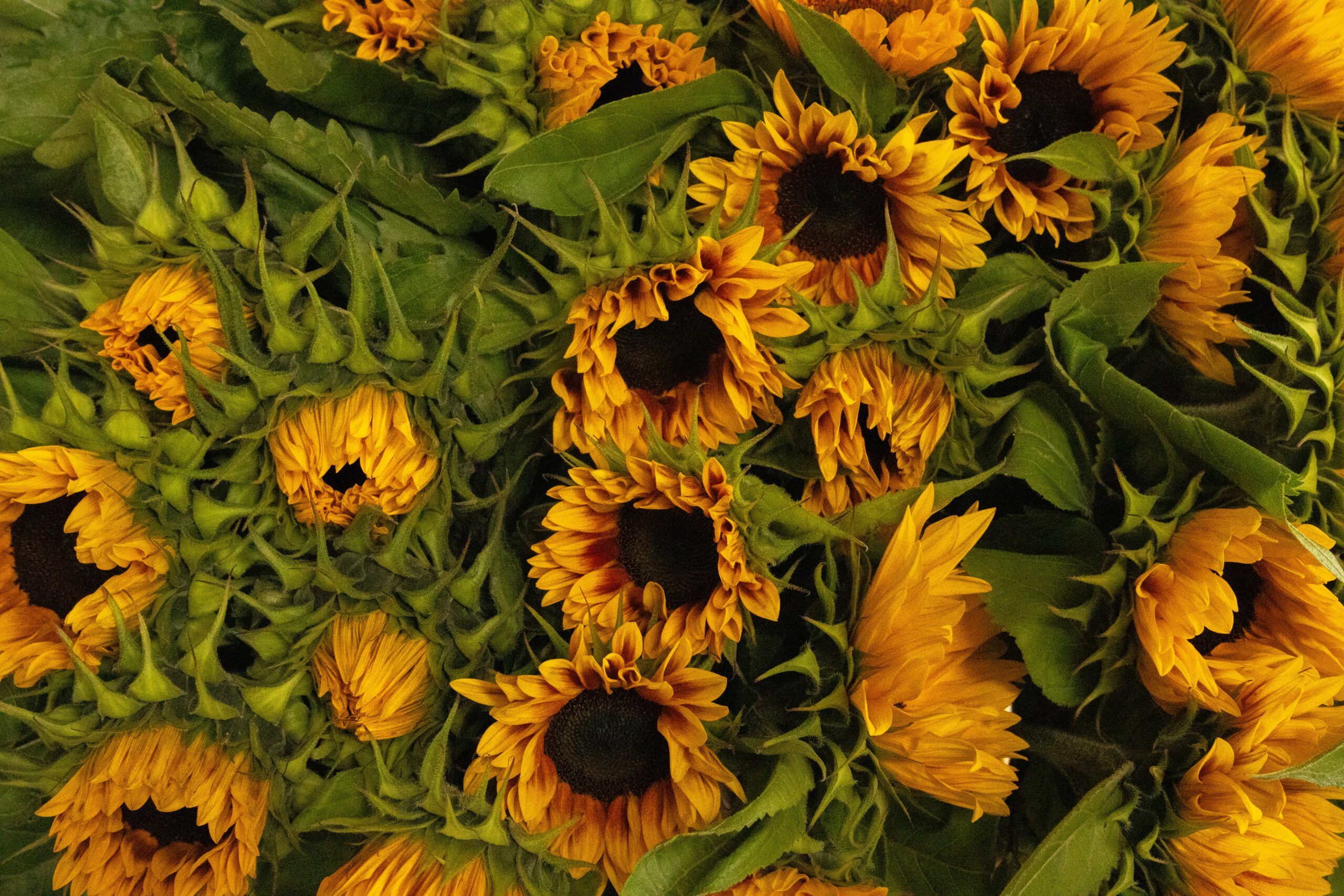 Zonnebloemen: de meesterwerken van de zonnebloemenkwekerij