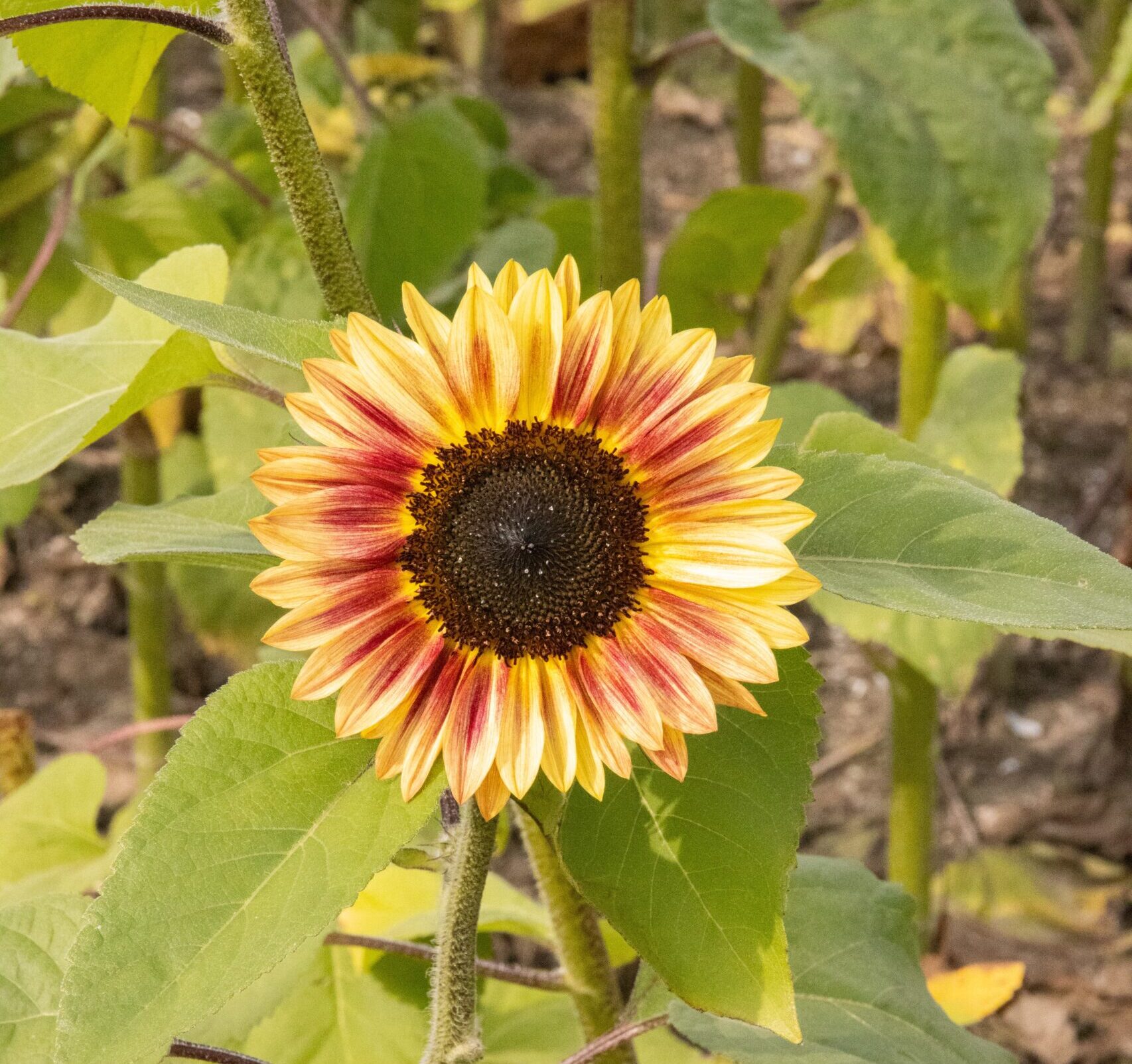 Zonnebloemen, sunflowers