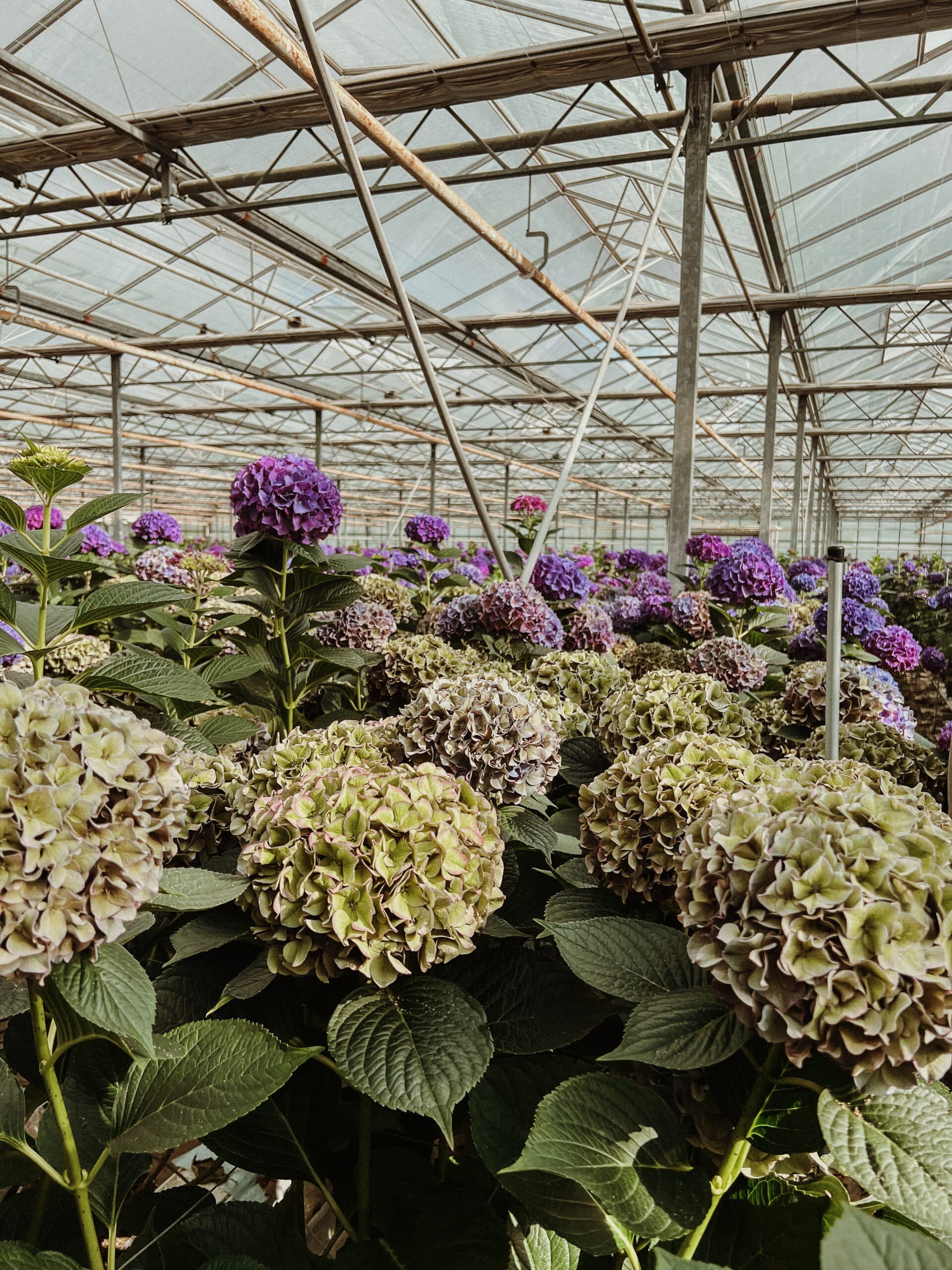 Die nachhaltige Blüte von HIP Holland