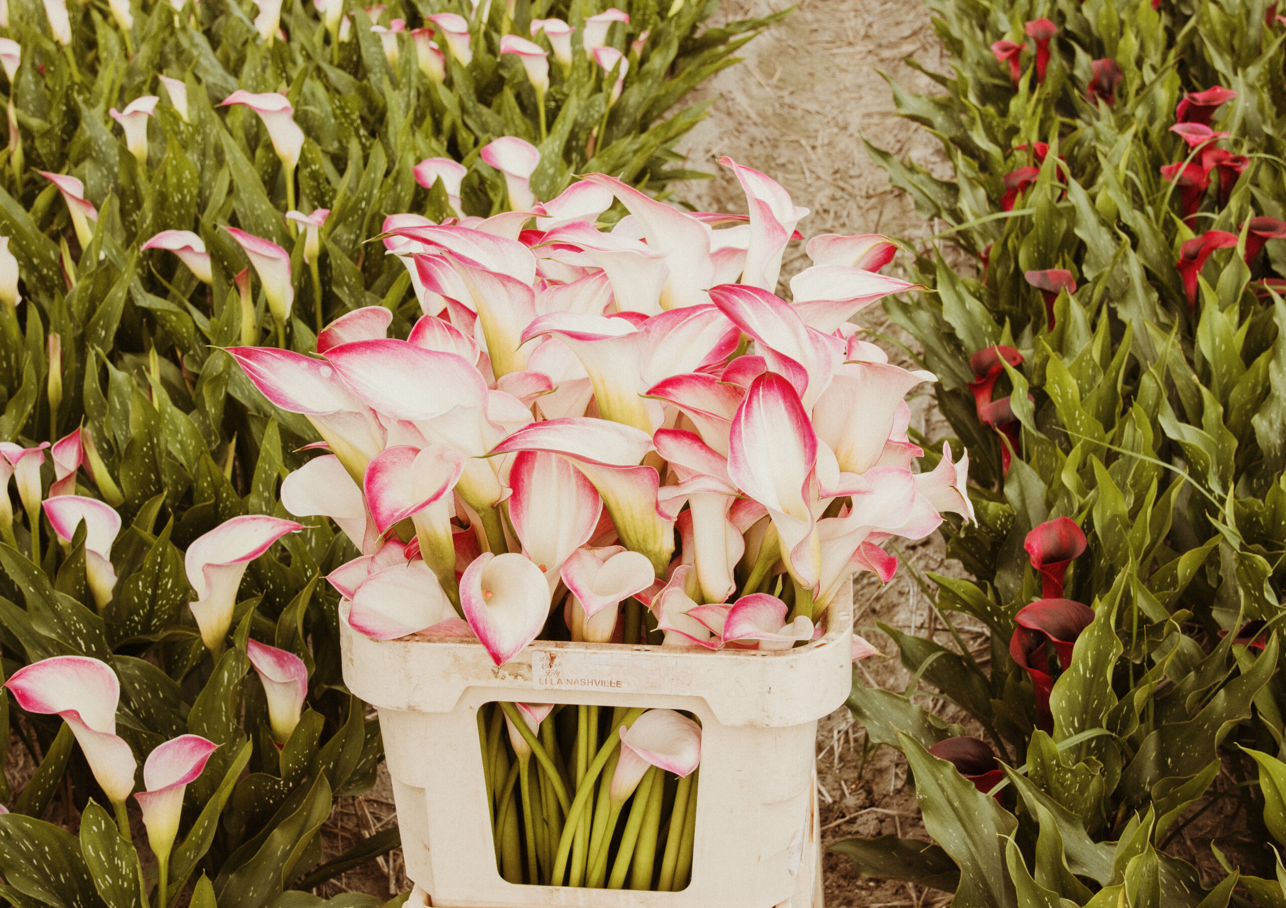 Ontdek moderne calla snijbloemen