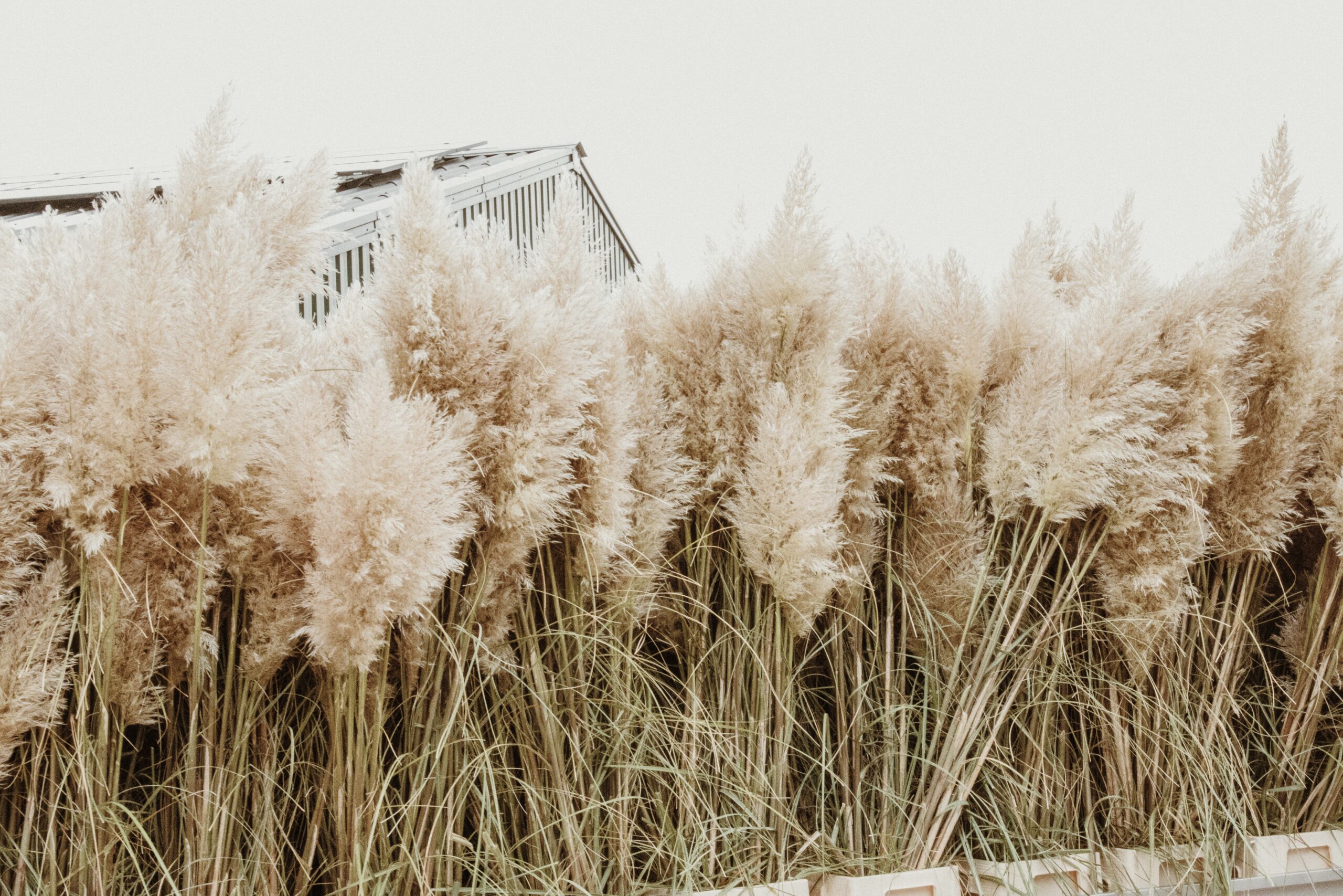 A nursery full of sustainable pampas plumes 