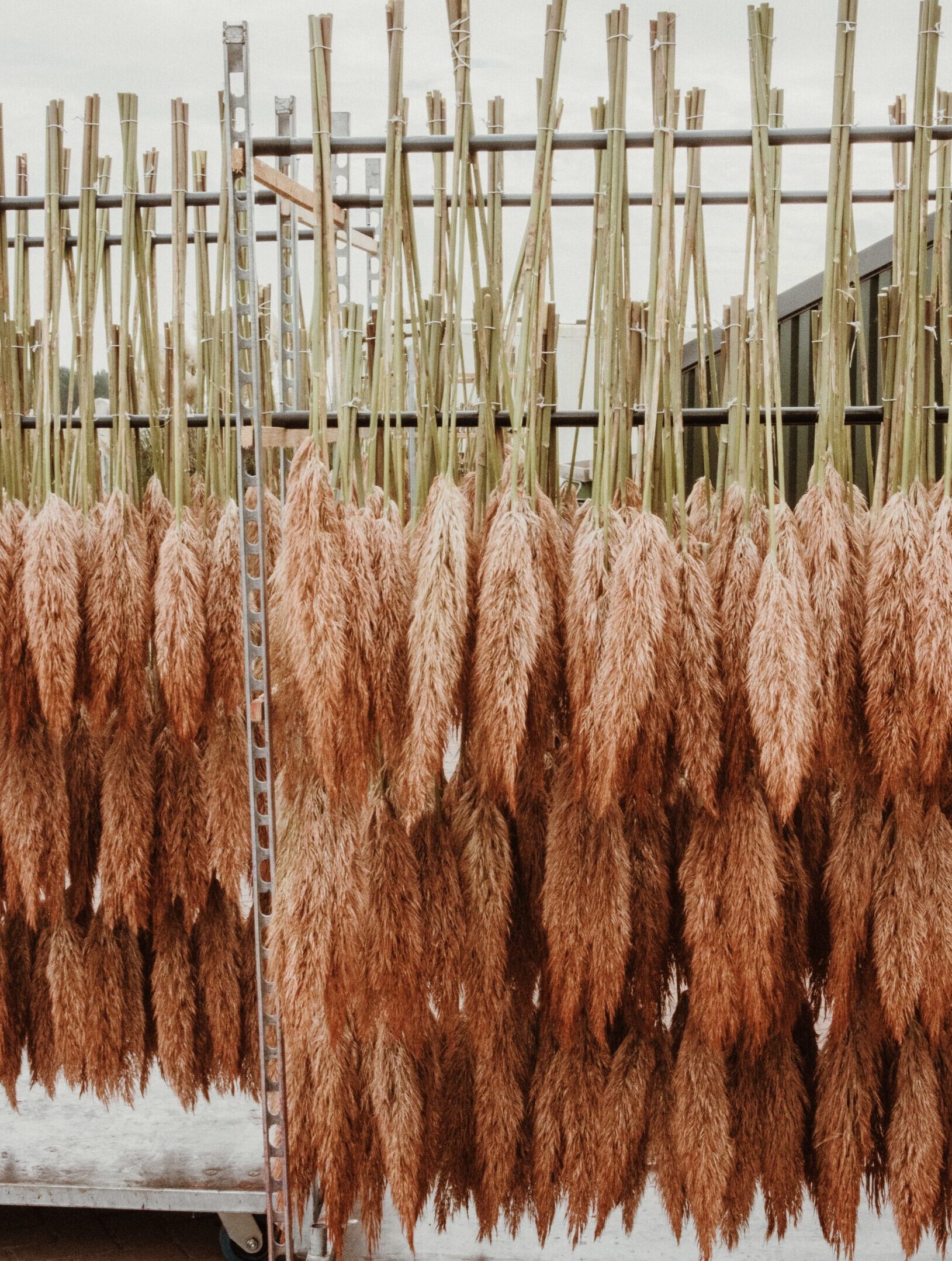 Hand-painted pampas grass in trendy colors available via Greenflor wholesale.