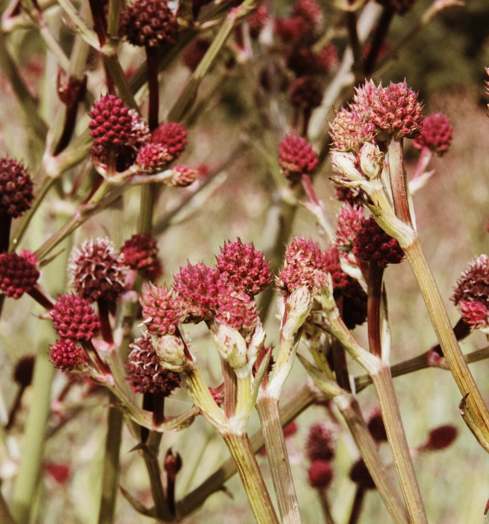 eryngium