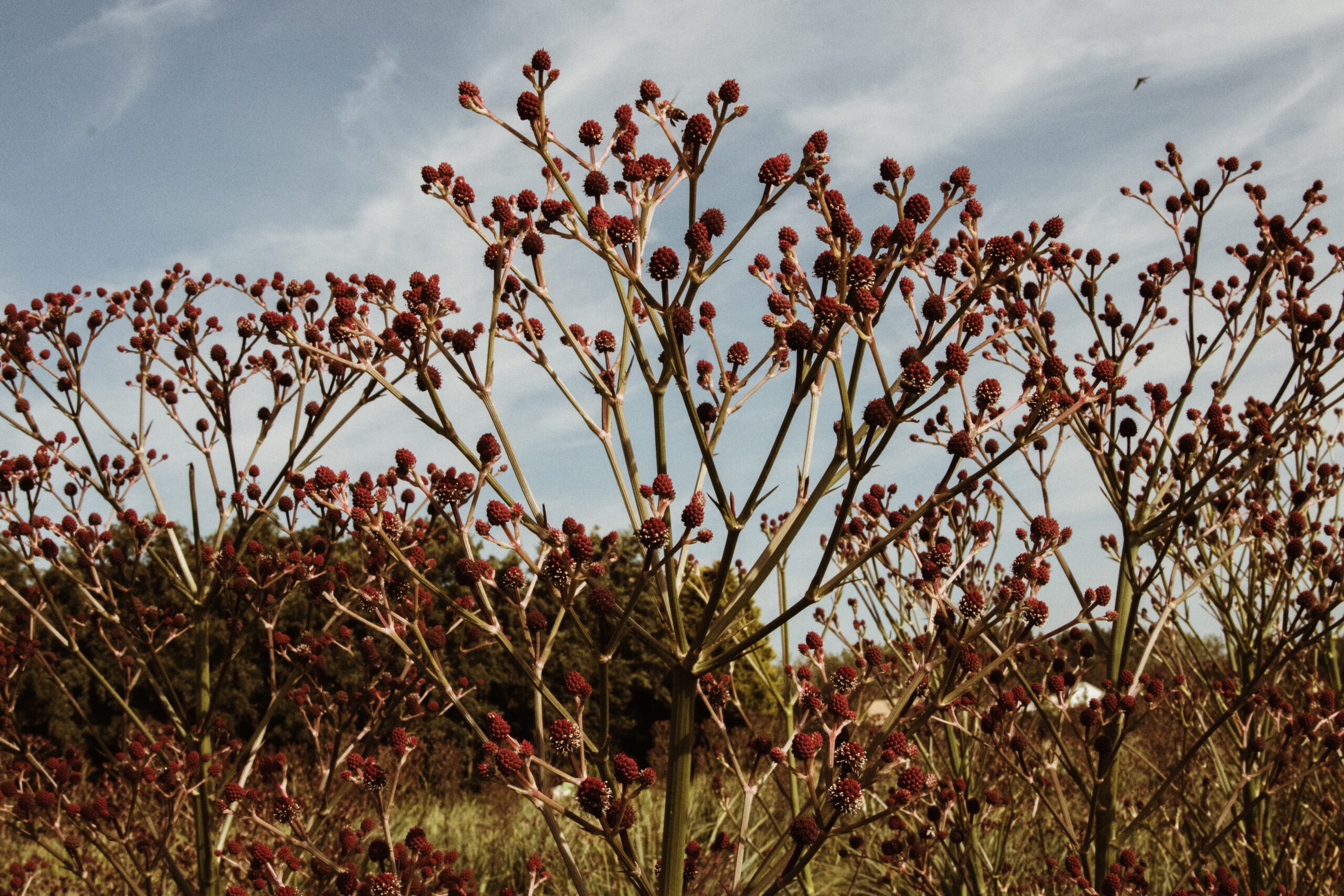 Eryngium: The success story of nursery Bos-de Vries