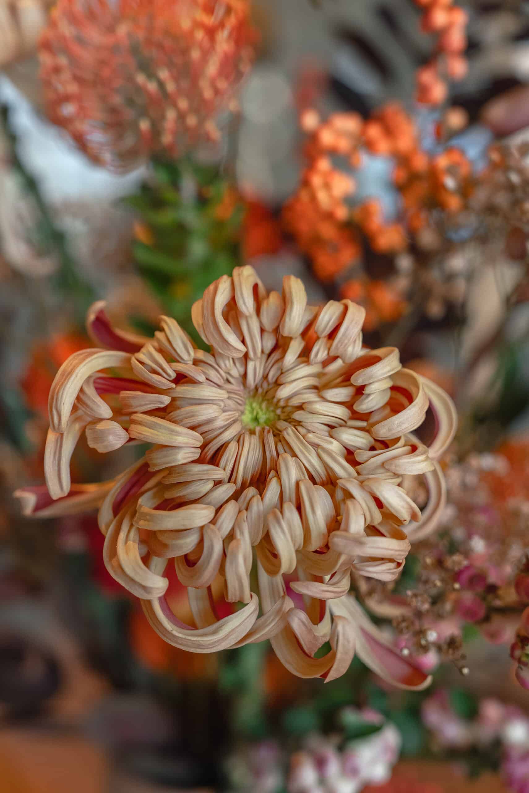 Chrysantheme F Vienna Copper XXL in einem großzügigen Herbststrauß