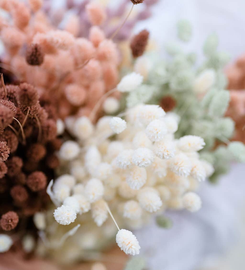 Droogbloemen Droogbloemen