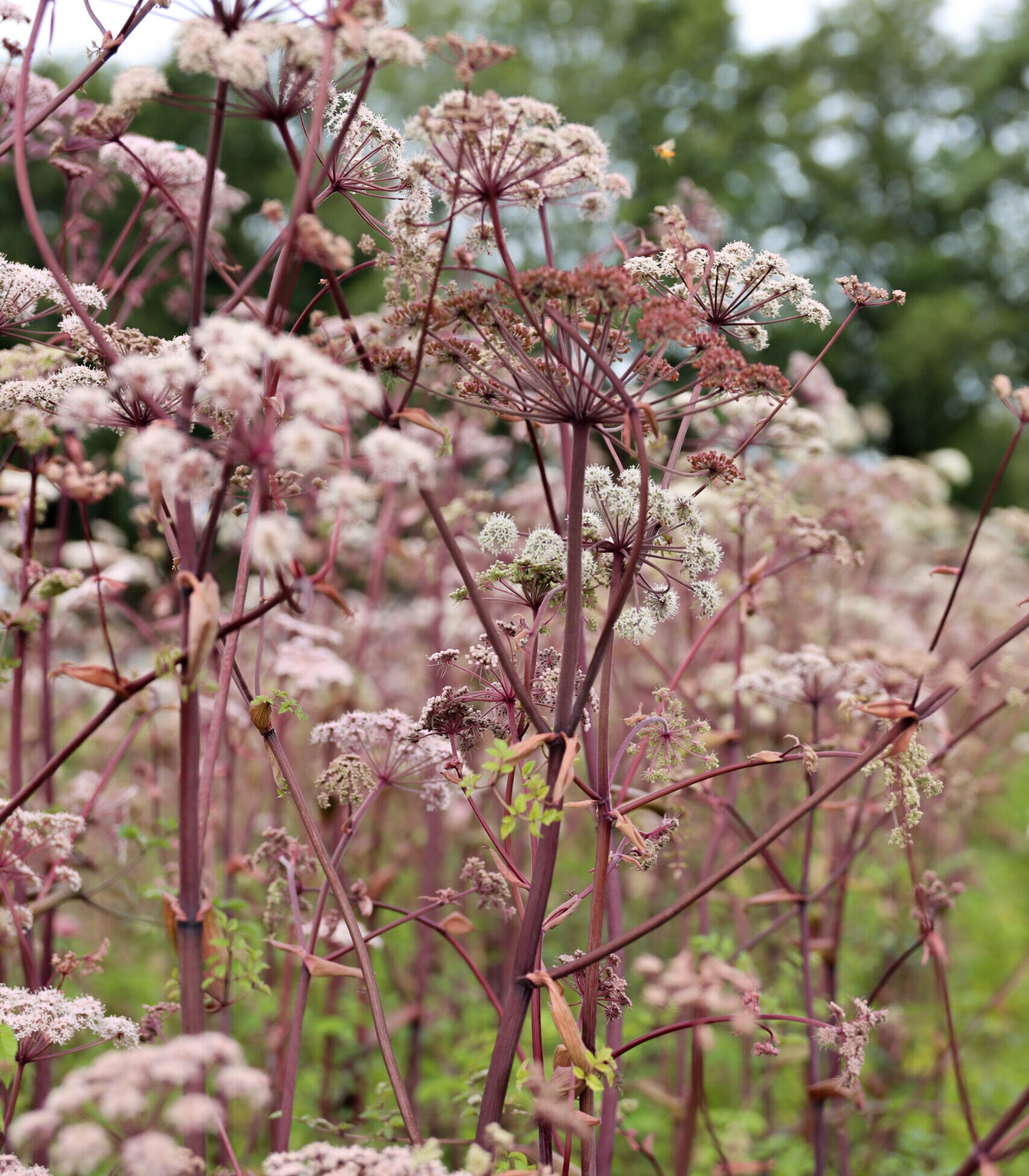 Angelica: the unique Angelica Gigas Old Pink