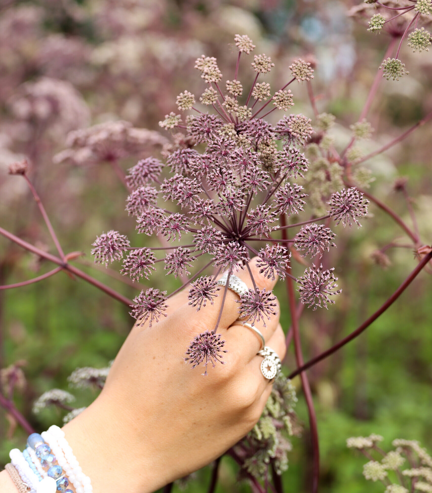 angelica