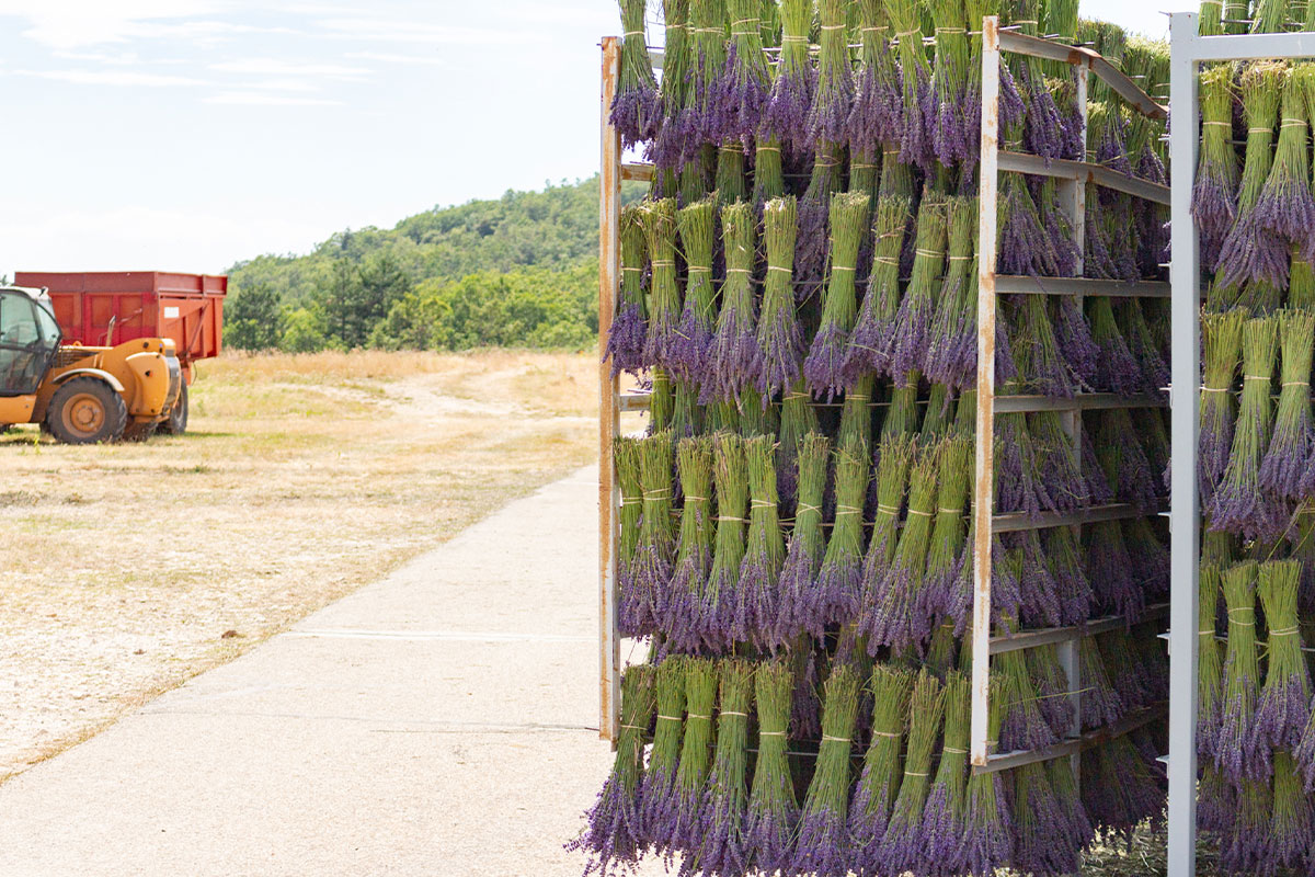 lavendel groothandel