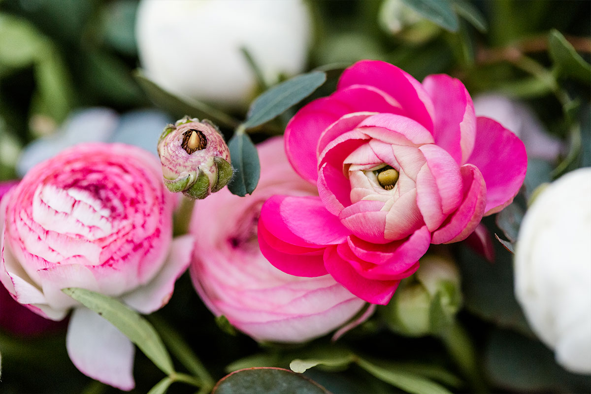 Ranonkels (Ranunculus) groothandel – Greenflor