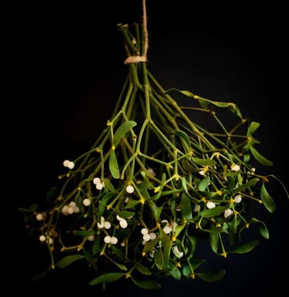 Betoverende mistletoe (maretak)